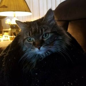 Meet your Posher, Lacra